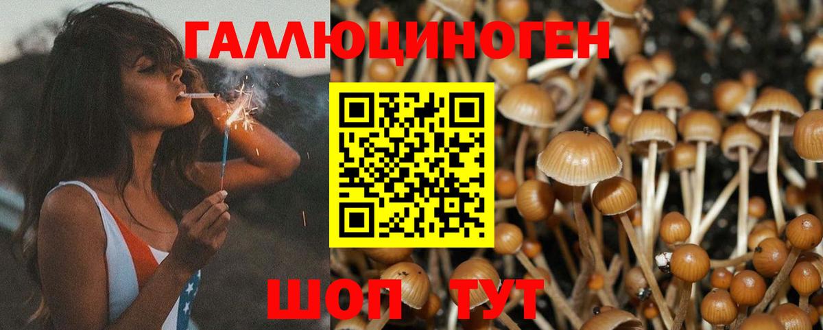 Галлюциногенные грибы Psilocybe Тайшет